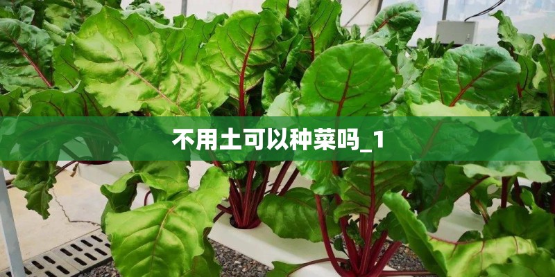 不用土可以种菜吗_1