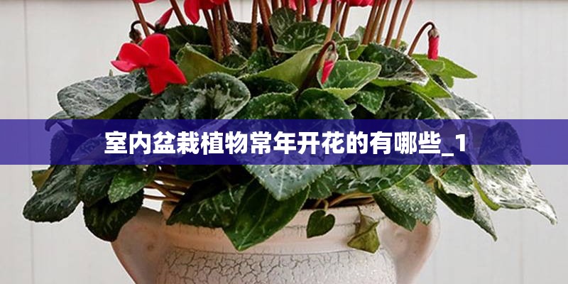 室内盆栽植物常年开花的有哪些_1