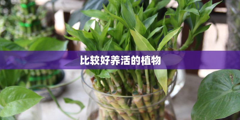 比较好养活的植物