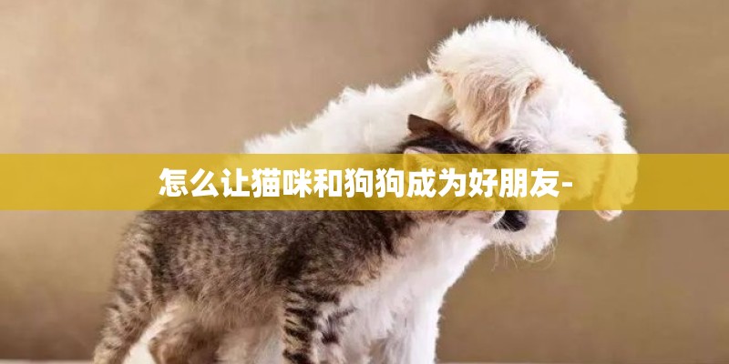 怎么让猫咪和狗狗成为好朋友- 怎么让猫咪和狗狗成为好朋友-