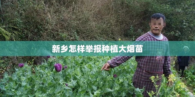 新乡怎样举报种植大烟苗