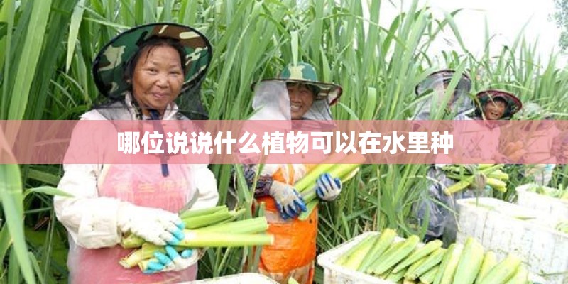 哪位说说什么植物可以在水里种