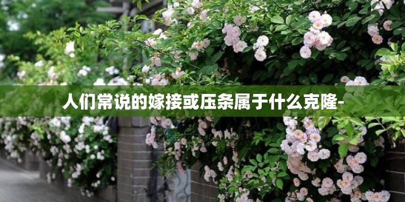 人们常说的嫁接或压条属于什么克隆- 人们常说的嫁接或压条属于什么克隆-