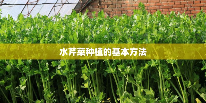 水芹菜种植的基本方法