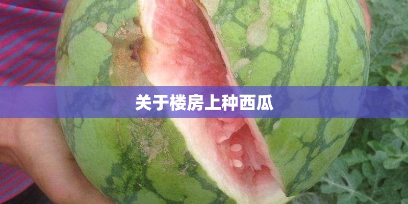 关于楼房上种西瓜