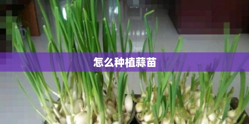 怎么种植蒜苗