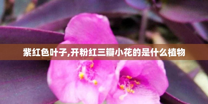 紫红色叶子,开粉红三瓣小花的是什么植物