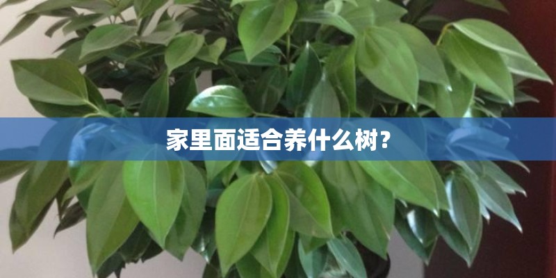 家里面适合养什么树？
