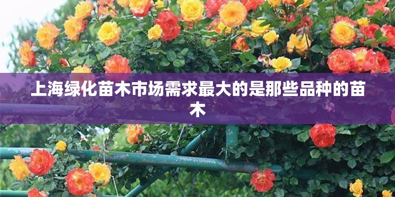 上海绿化苗木市场需求最大的是那些品种的苗木 上海绿化苗木市场需求最大的是那些品种的苗木