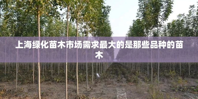 上海绿化苗木市场需求最大的是那些品种的苗木 上海绿化苗木市场需求最大的是那些品种的苗木