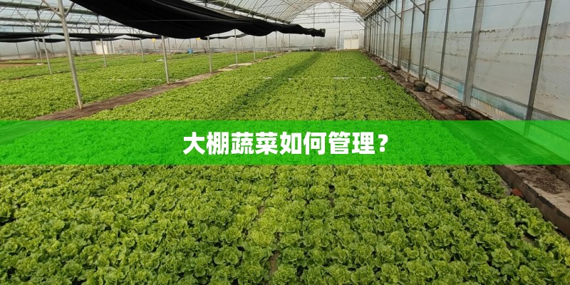 大棚蔬菜如何管理？