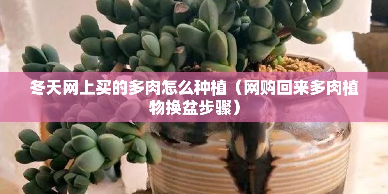 冬天网上买的多肉怎么种植(网购回来多肉植物换盆步骤) 冬天网上买的多肉怎么种植(网购回来多肉植物换盆步骤)