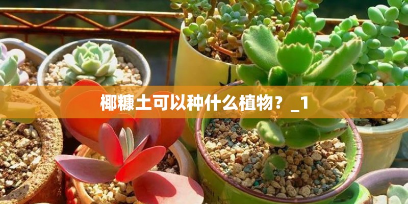 椰糠土可以种什么植物?_1 椰糠土可以种什么植物?_1