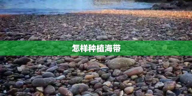 怎样种植海带