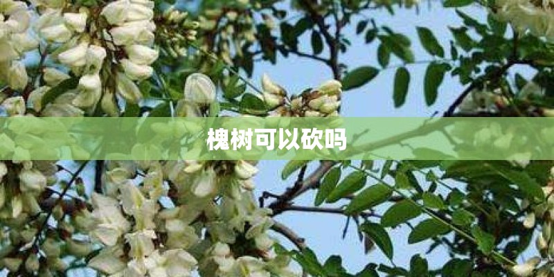 槐树可以砍吗