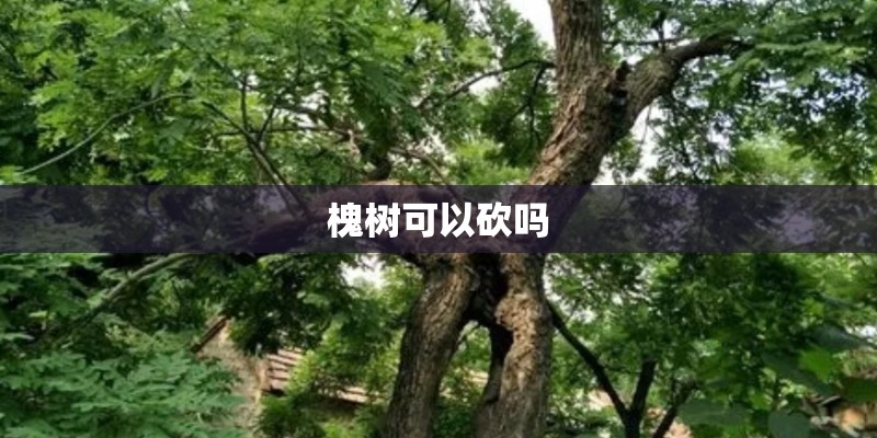 槐树可以砍吗