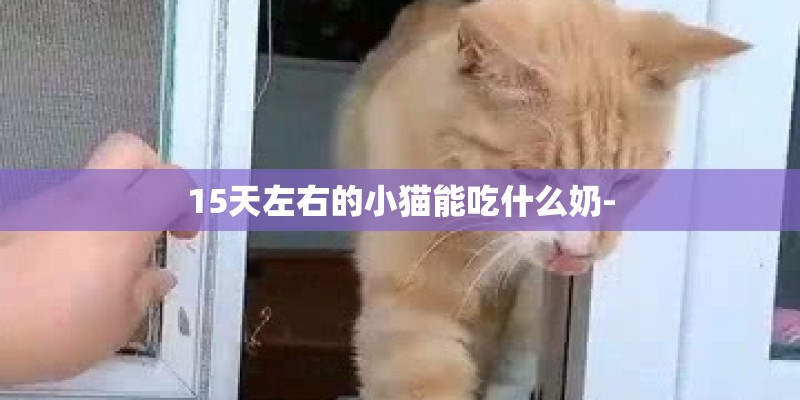 15天左右的小猫能吃什么奶-