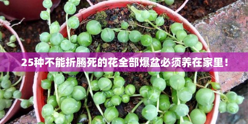 25种不能折腾死的花全部爆盆必须养在家里！