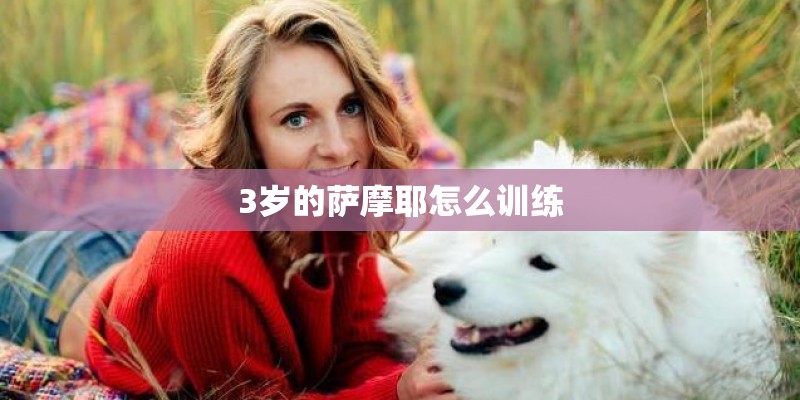 3岁的萨摩耶怎么训练