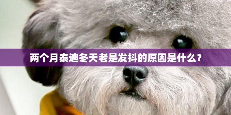 两个月泰迪冬天老是发抖的原因是什么？