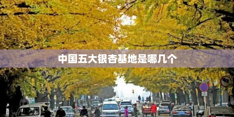 中国五大银杏基地是哪几个