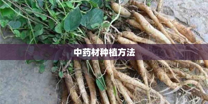 中药材种植方法