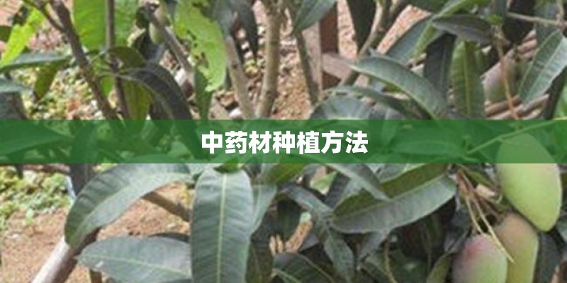 中药材种植方法