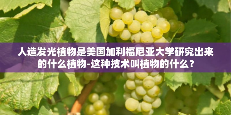 人造发光植物是美国加利福尼亚大学研究出来的什么植物-这种技术叫植物的什么？