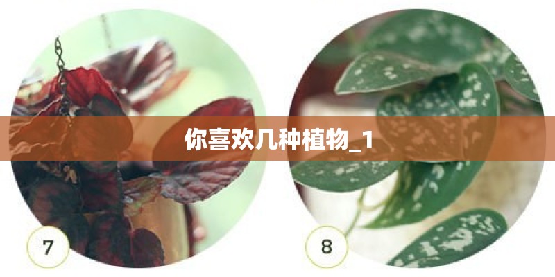 你喜欢几种植物_1