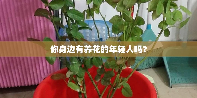 你身边有养花的年轻人吗？