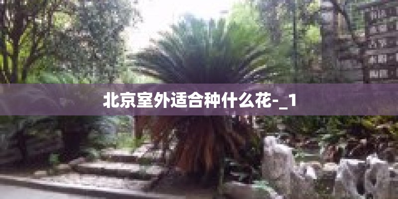 北京室外适合种什么花-_1