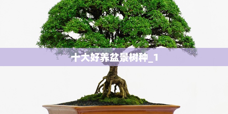 十大好养盆景树种_1