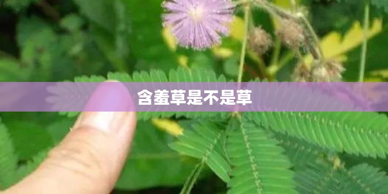 含羞草是不是草
