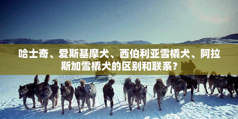 哈士奇、爱斯基摩犬、西伯利亚雪橇犬、阿拉斯加雪橇犬的区别和联系？