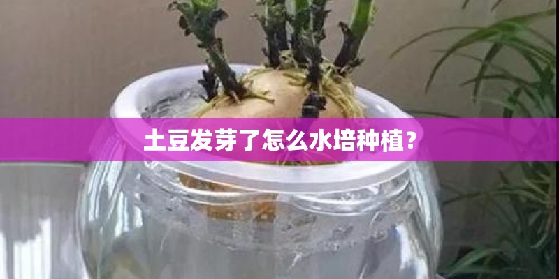 土豆发芽了怎么水培种植? 土豆发芽了怎么水培种植?