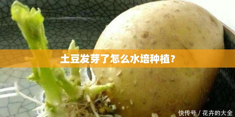 土豆发芽了怎么水培种植? 土豆发芽了怎么水培种植?