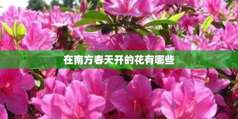 在南方春天开的花有哪些 在南方春天开的花有哪些