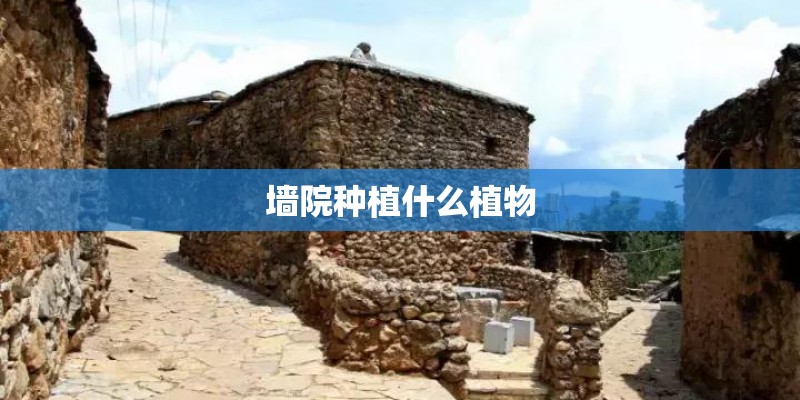 墙院种植什么植物 墙院种植什么植物