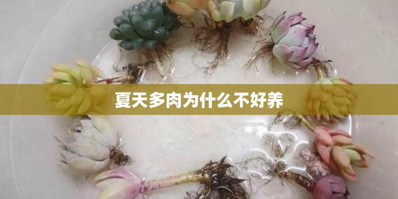 夏天多肉为什么不好养