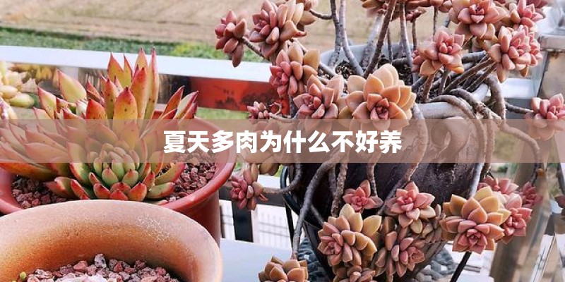 夏天多肉为什么不好养 夏天多肉为什么不好养