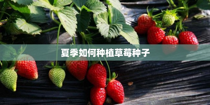 夏季如何种植草莓种子 夏季如何种植草莓种子