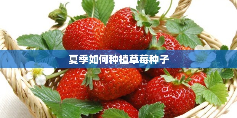 夏季如何种植草莓种子 夏季如何种植草莓种子