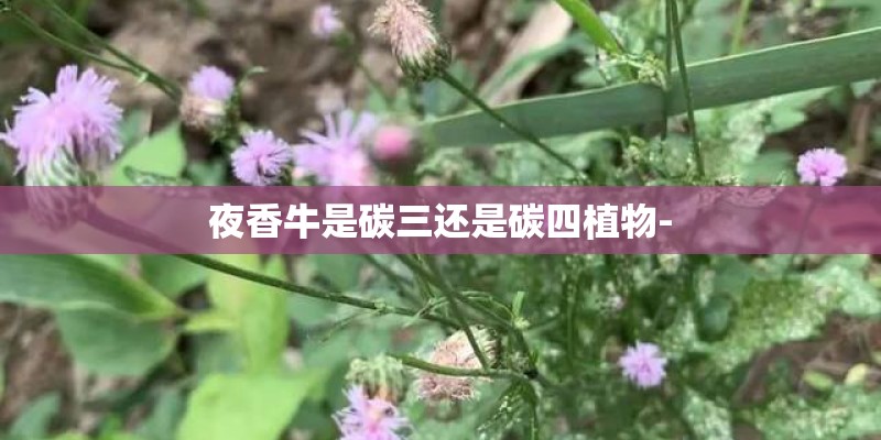 夜香牛是碳三还是碳四植物-