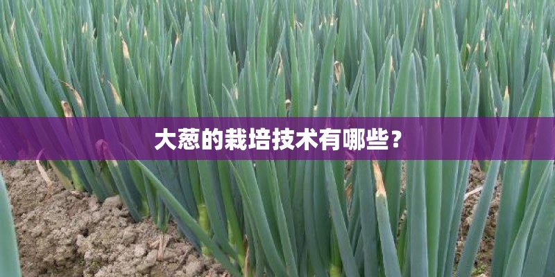 大葱的栽培技术有哪些? 大葱的栽培技术有哪些?