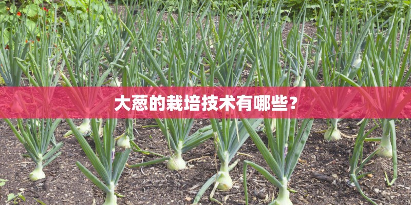 大葱的栽培技术有哪些? 大葱的栽培技术有哪些?