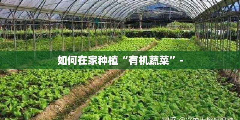 如何在家种植“有机蔬菜”-