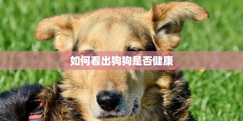 如何看出狗狗是否健康