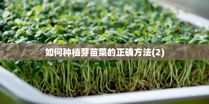 如何种植芽苗菜的正确方法(2)