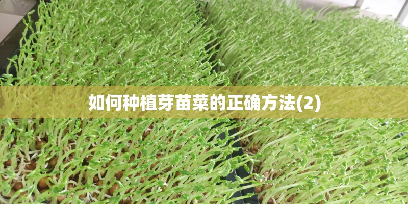 如何种植芽苗菜的正确方法(2)