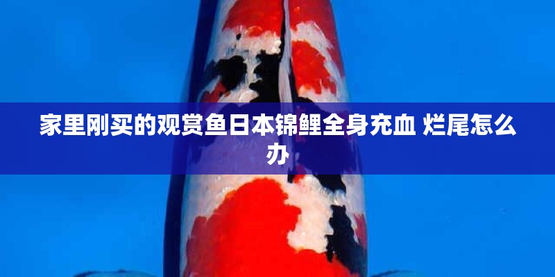 家里刚买的观赏鱼日本锦鲤全身充血 烂尾怎么办